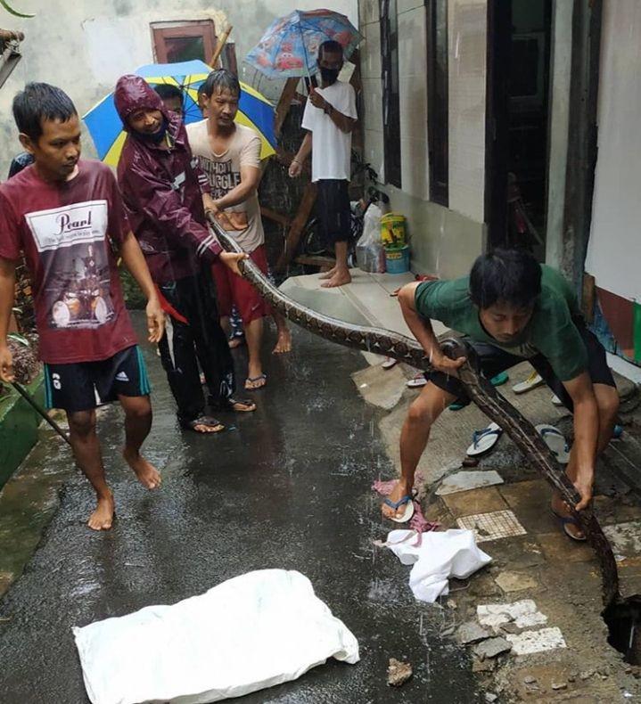 Ular Sanca Sepanjang Tiga Meter Muncul dari Gorong-Gorong di Cilandak