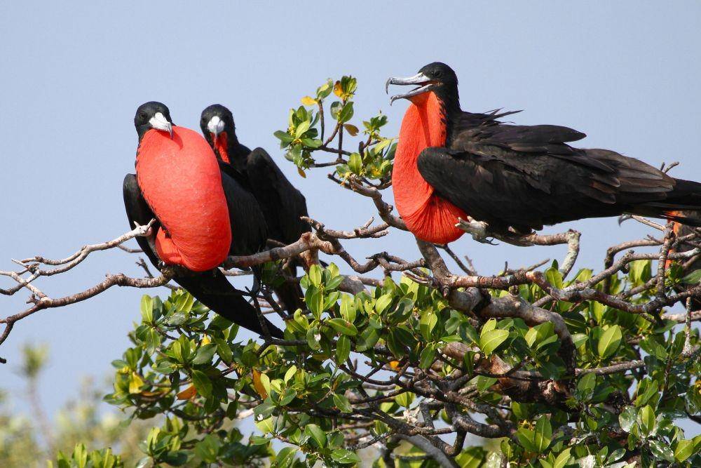 audubon.org