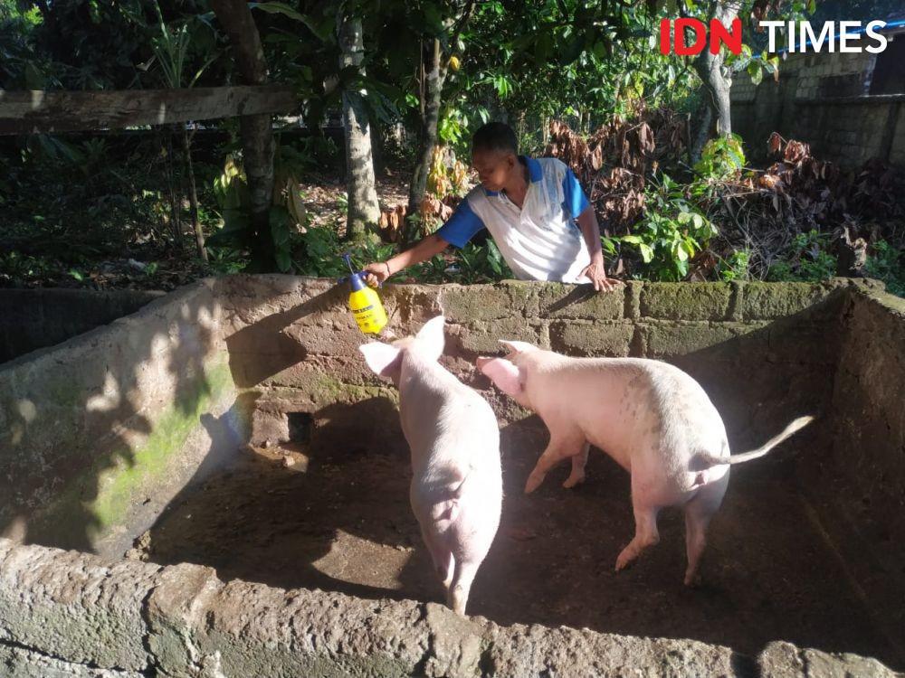 Kementan Klaim Sedang Kembangkan Vaksin Flu Babi Afrika