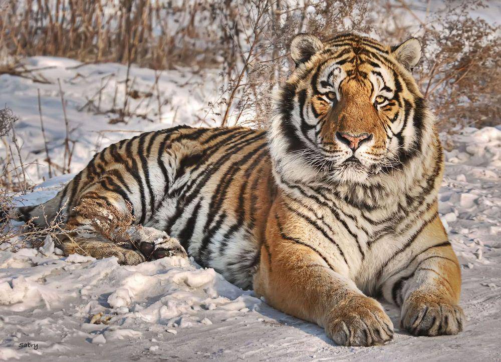 nationalgeographic.com