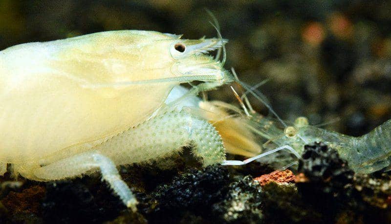 aquariumcarebasics.com