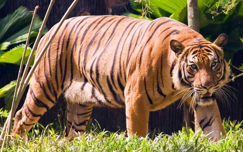 tigers-world.com