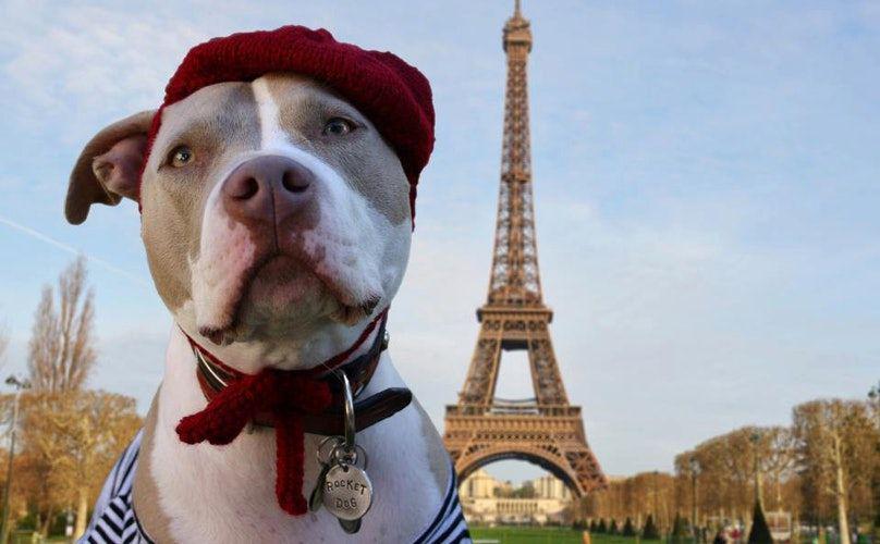 5 Negara yang Paling Ramah untuk Anjing, Disayang Banget di Sini!