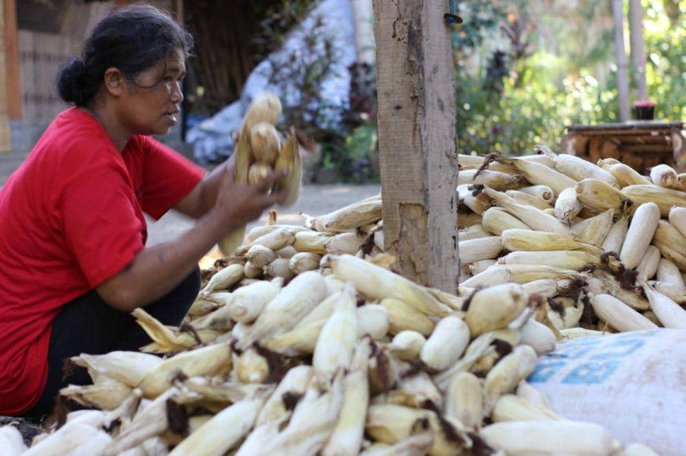 Jagung disimpan tetap dengan selaput buahnya. Petani di Papring akan menghitung semua hasil panennya jagungnya sebelum dinaikkan ke lumbung, bukan dengan satuan berat. IDN Times/istimewa