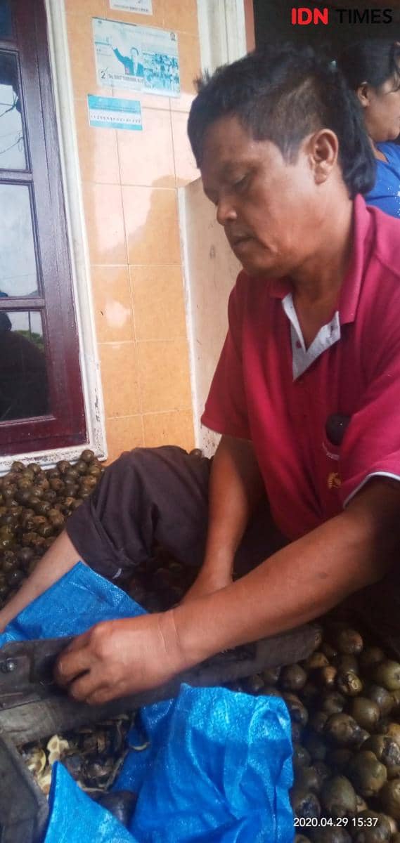 Tambun Silalahi sedang memotng ujung buah aren untuk mengeluarkan bijinya (IDN Times/Patiar Manurung)