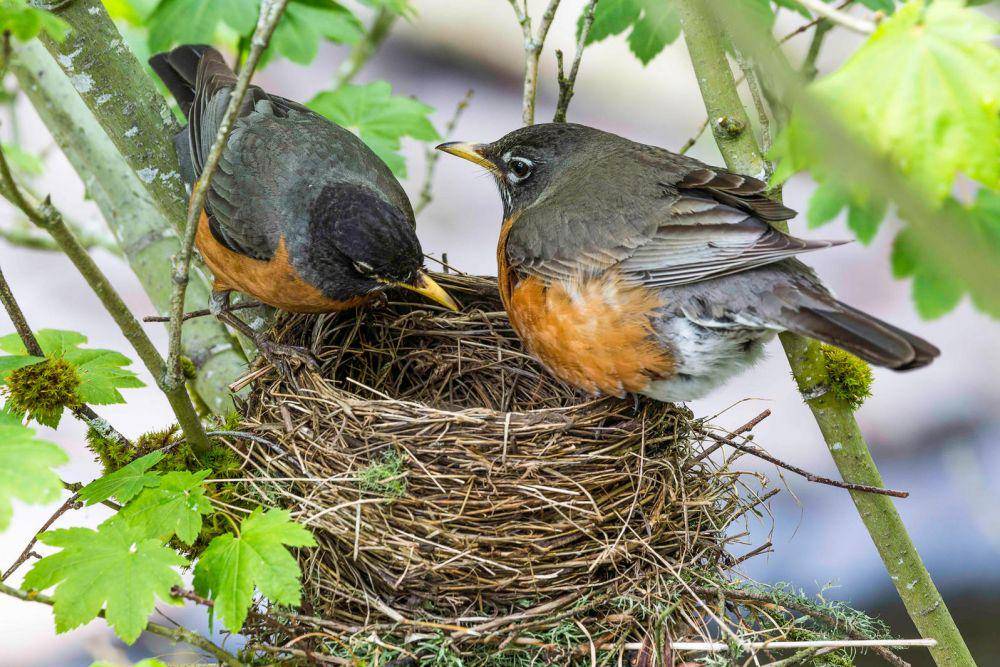 audubon.org
