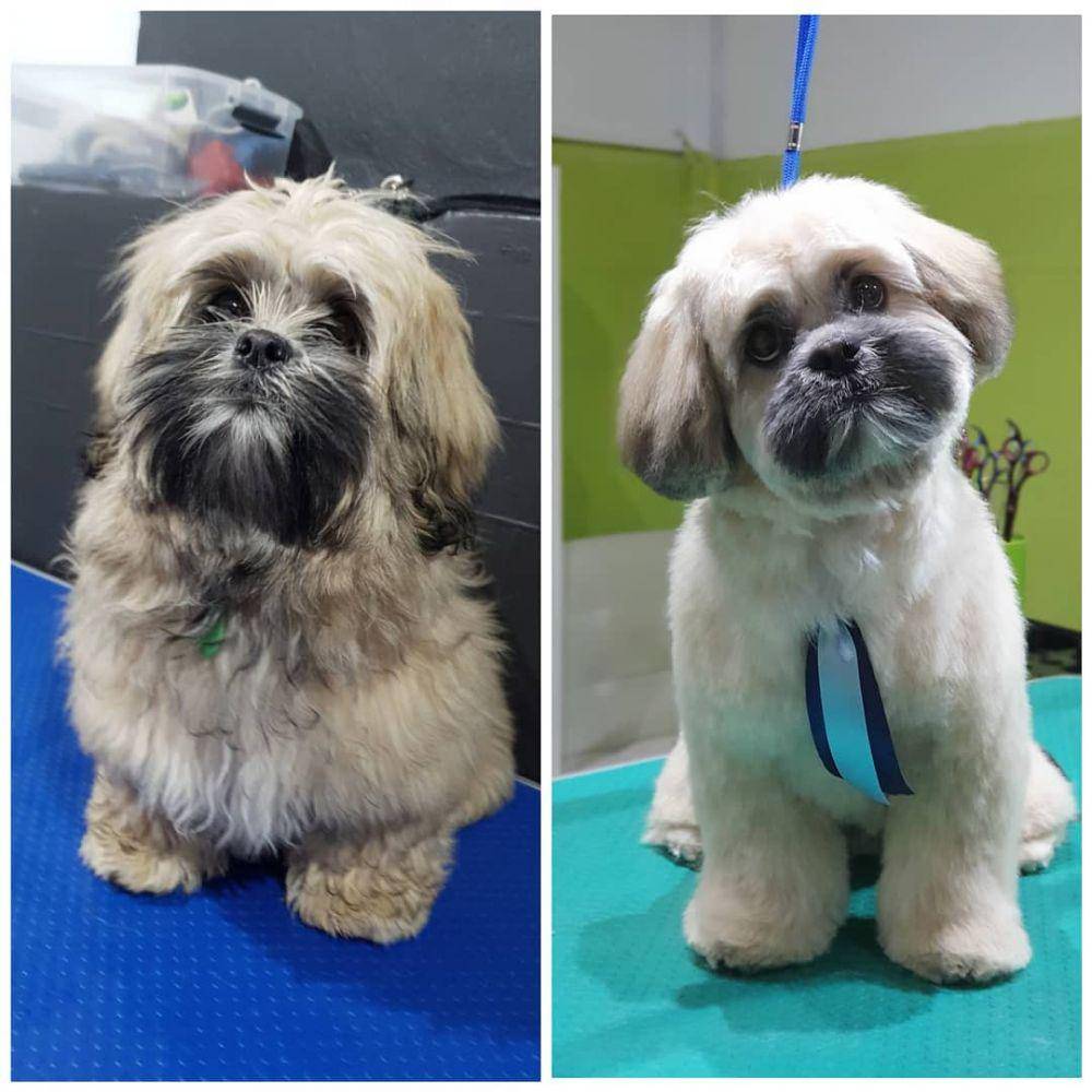 instagram.com/pawhubgrooming