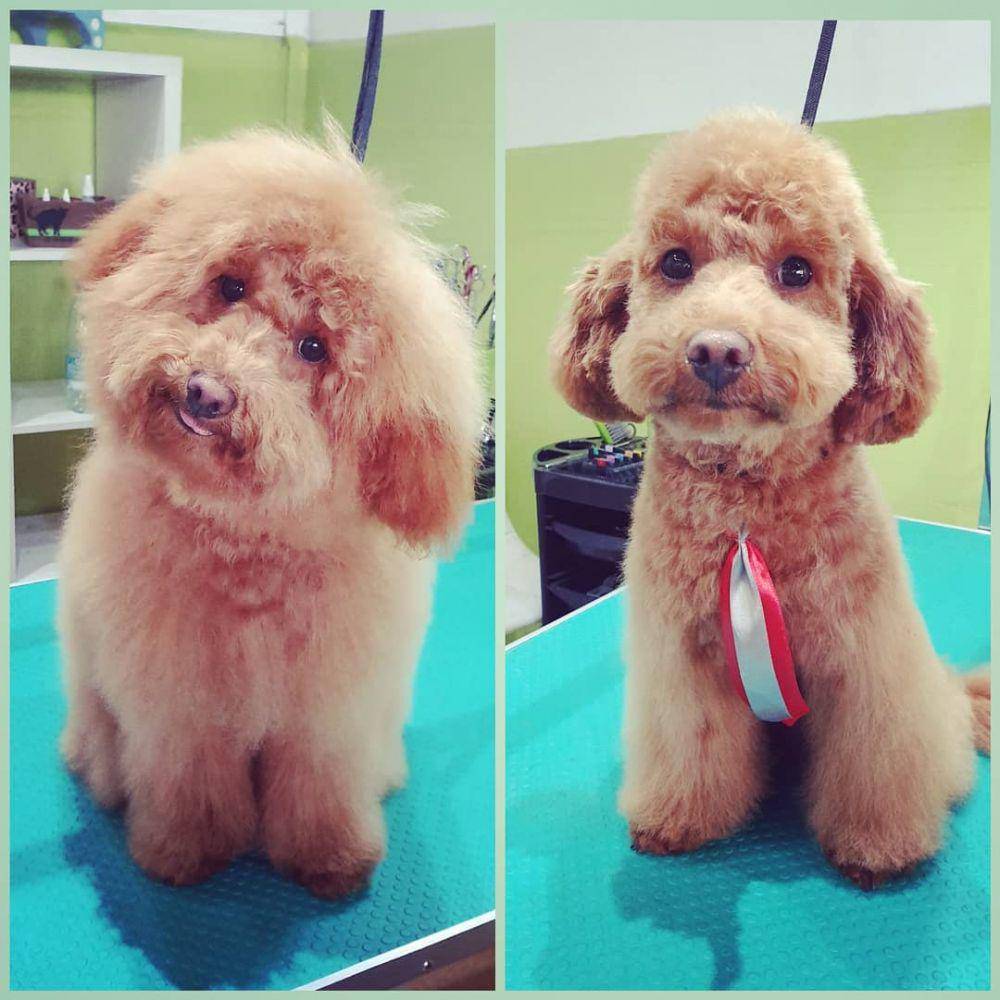 instagram.com/pawhubgrooming
