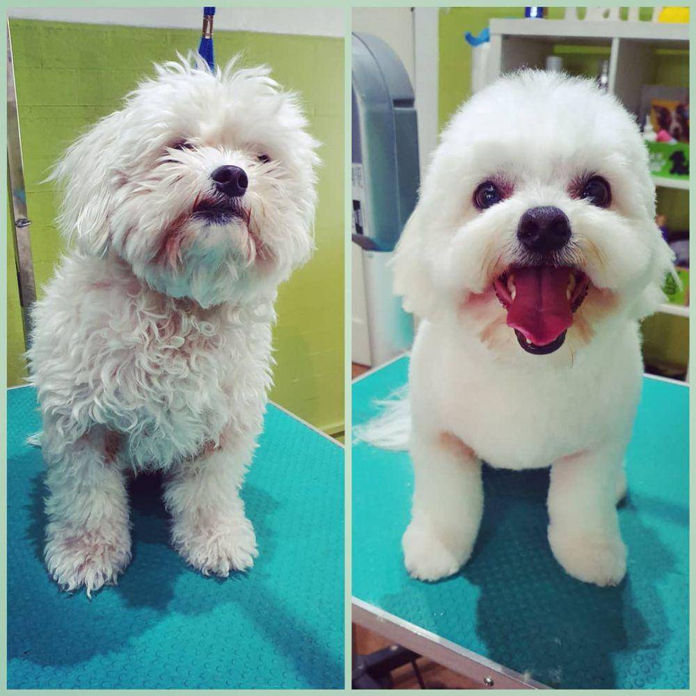 instagram.com/pawhubgrooming