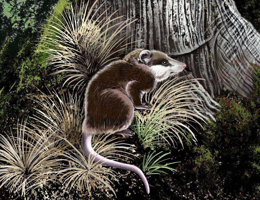 floridamuseum.ufl.edu