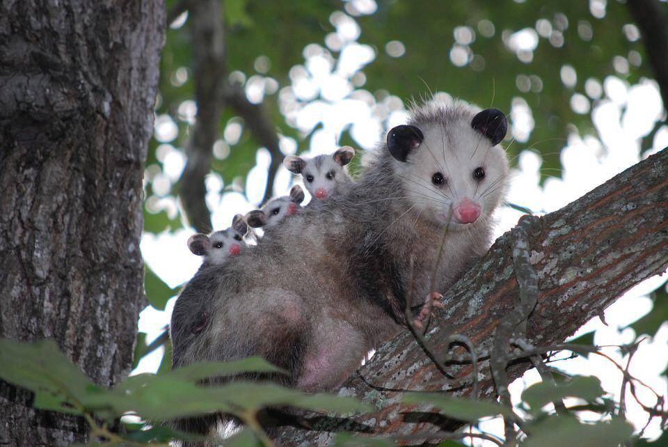 wildliferescueleague.org