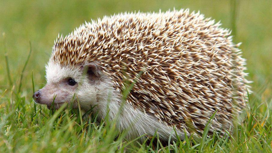 animals.howstuffworks.com