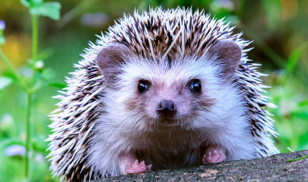 7 Fakta Unik Landak, Hewan Imut Berduri yang Kebal Terhadap Racun