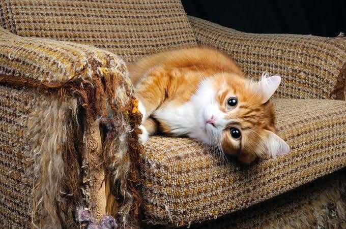 Kucing 101: 5 Tips agar Kucingmu Berhenti Mencakar Furnitur