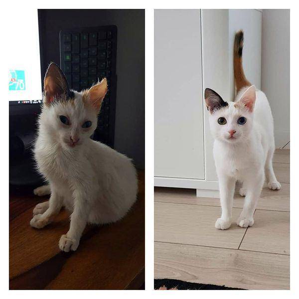 Instagram.com/pushica_the_cat
