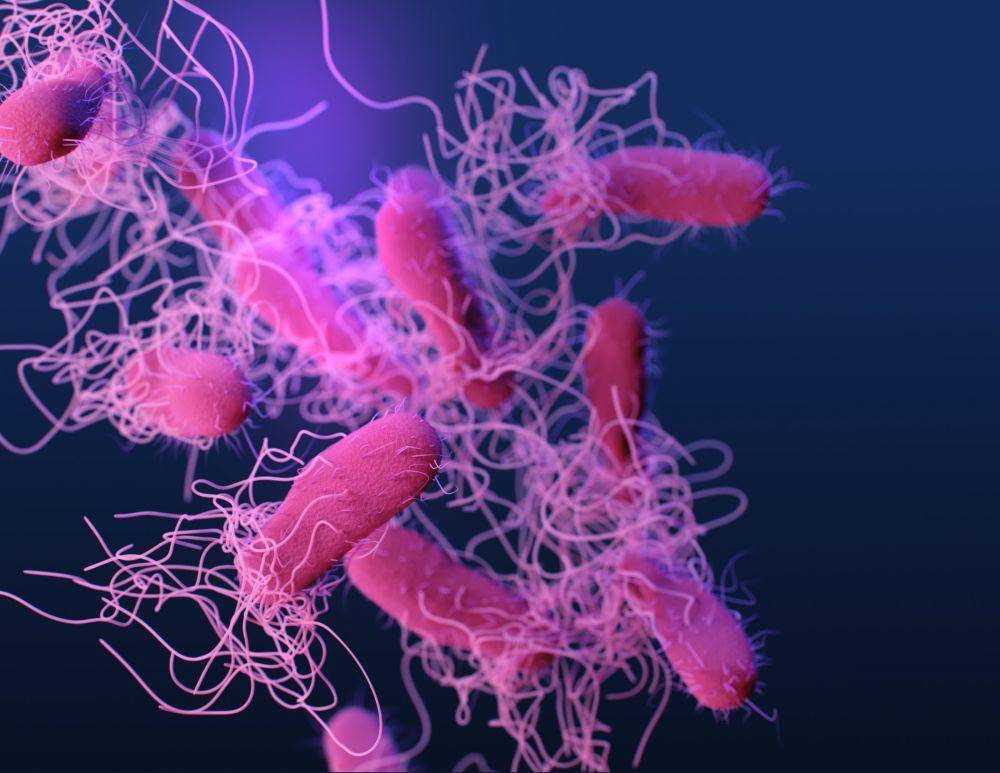 Bakteria Salmonella Mikroskopis (unsplash.com/cdc)