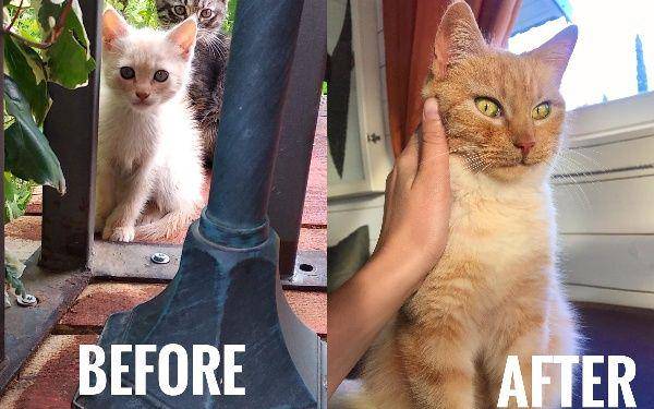 Instagram.com/cat_land_story