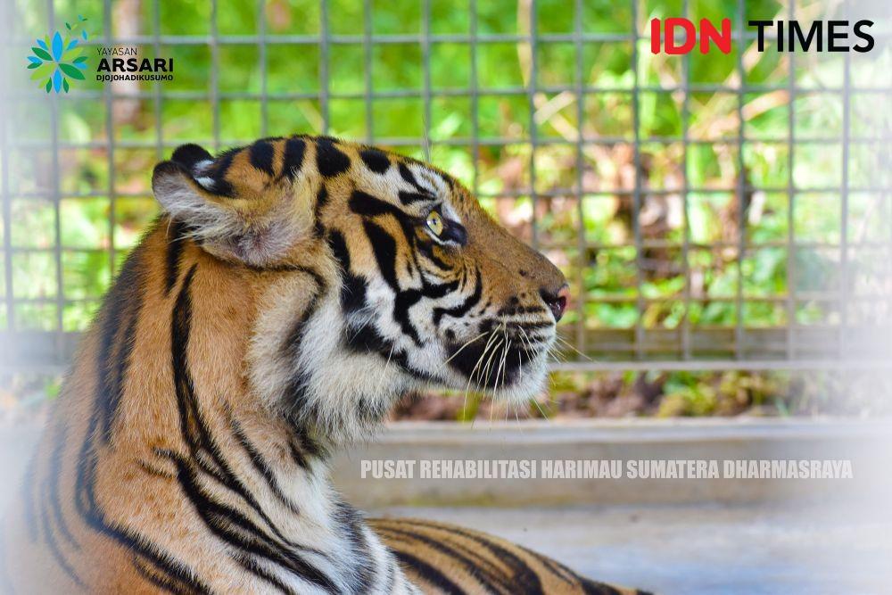 Geger Harimau Sumatra Mangsa Ternak Warga Jambi