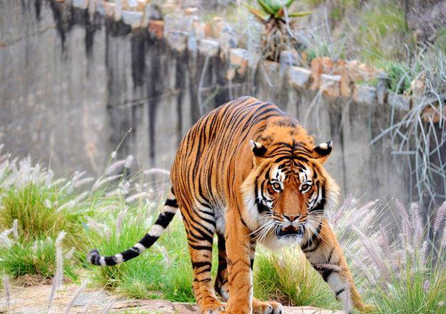 10 Kebun Binatang Terbaik di Dunia, Terluas dan Terlengkap