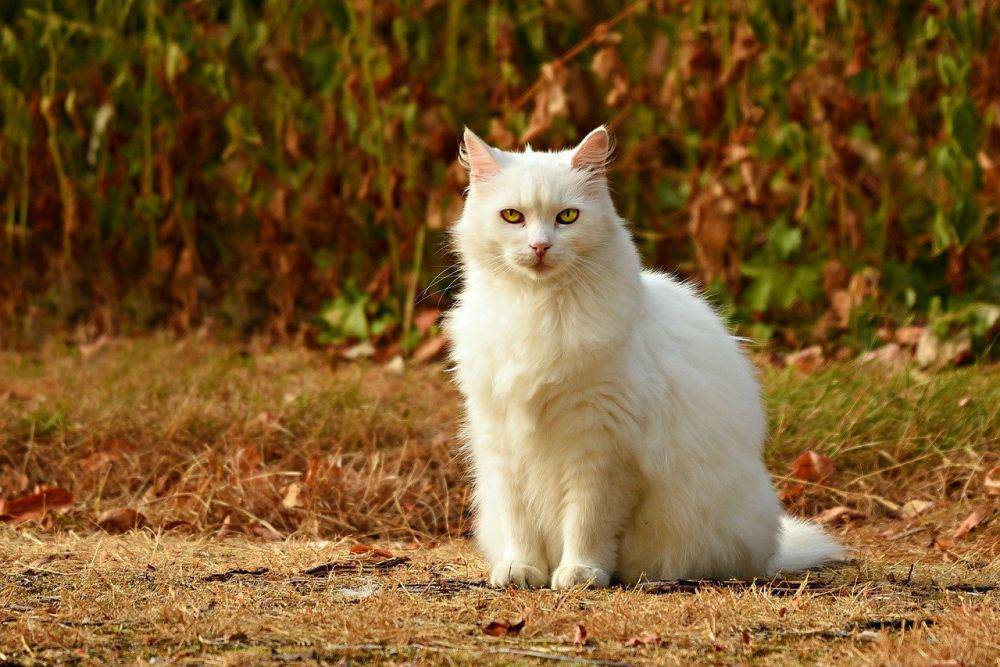 pixabay.com/Mabel Amber