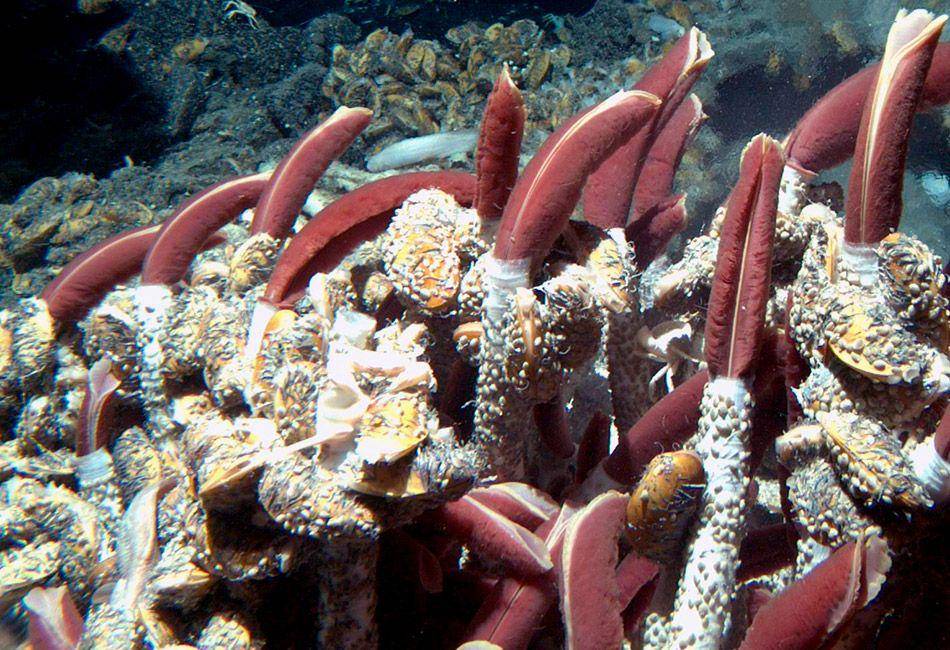 divediscover.whoi.edu