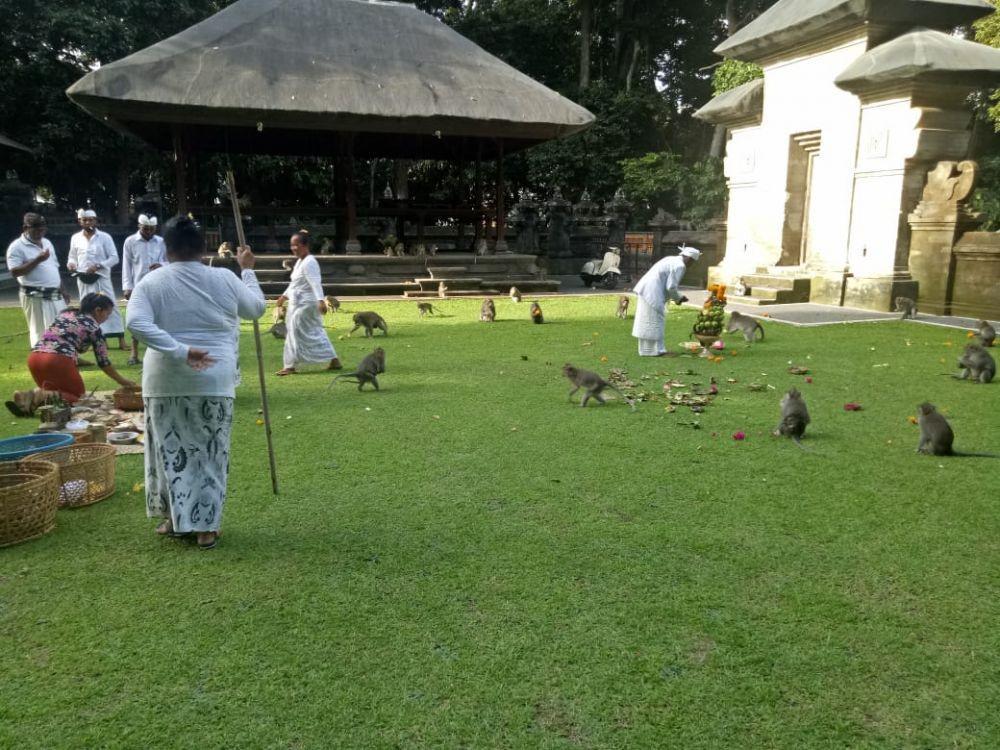 Tanpa Gebogan Ageng, Tumpek Uye di Alas Kedaton Digelar Sederhana