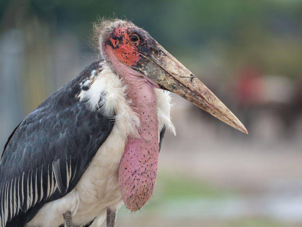 ebird.org
