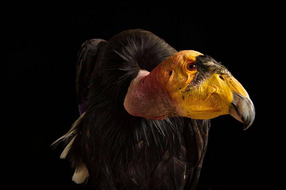 nationalgeographic.com