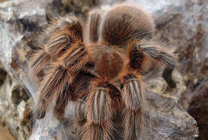 spideridentifications.com
