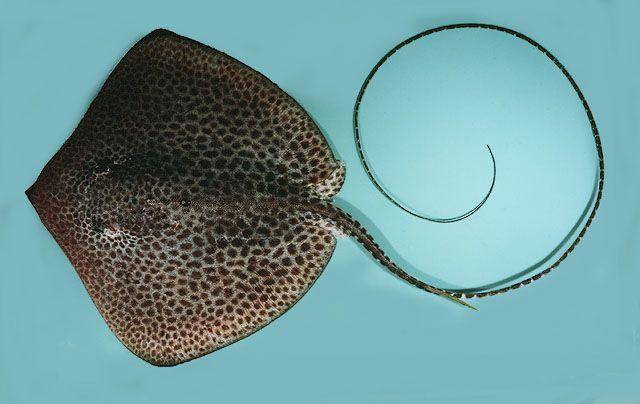 fishbase.se