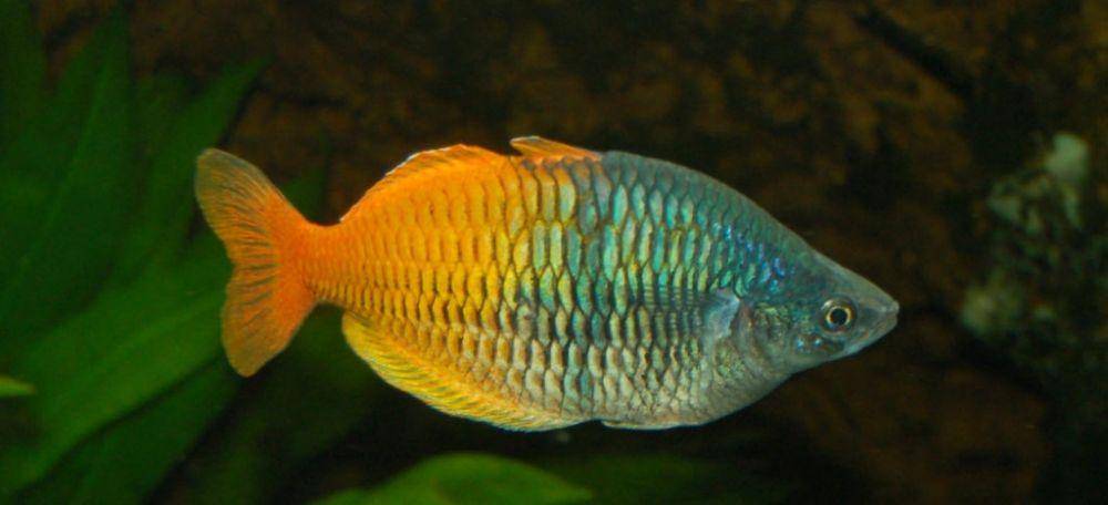 ourmarinespecies.com