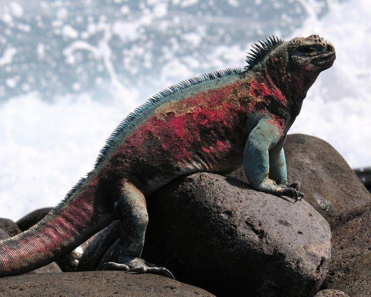 animalia.bio