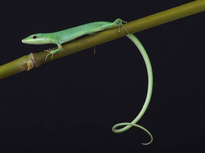 reptilesmagazine.com