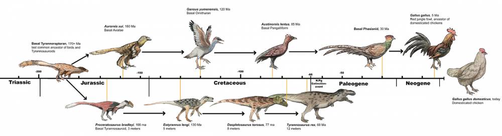 deviantart.com/ilustrasi timeline evolusi ayam purba