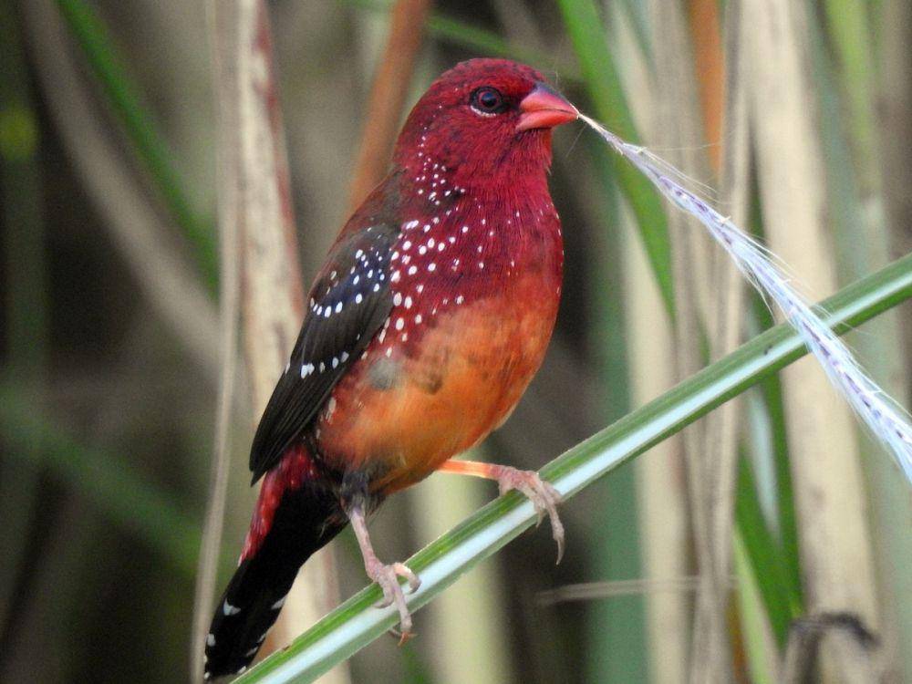 ebird.org