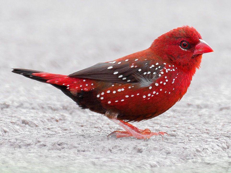 ebird.org