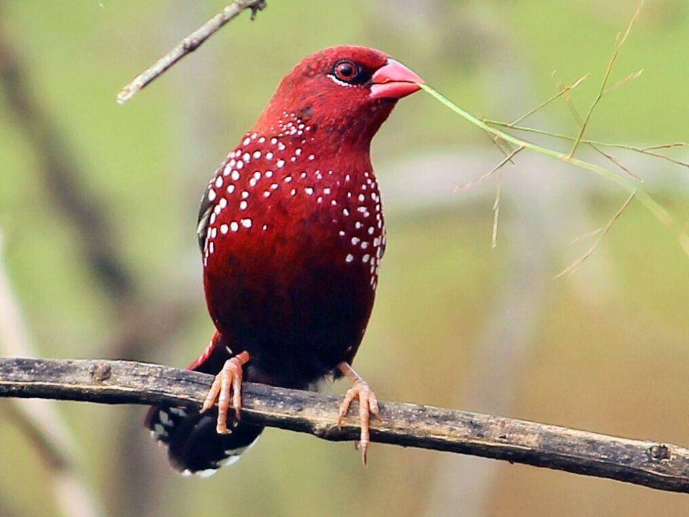 ebird.org