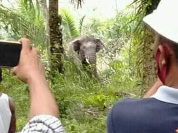 Gajah yang terekam berada di Muratara (IDN Times/dokumen warga)