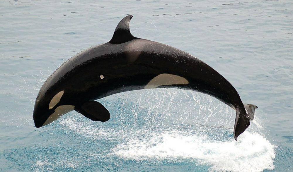 Orca (pixabay.com/272447)