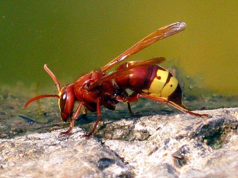 asknature.org