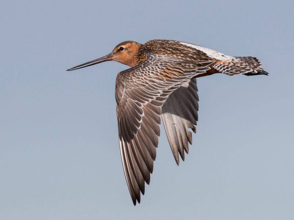 ebird.org