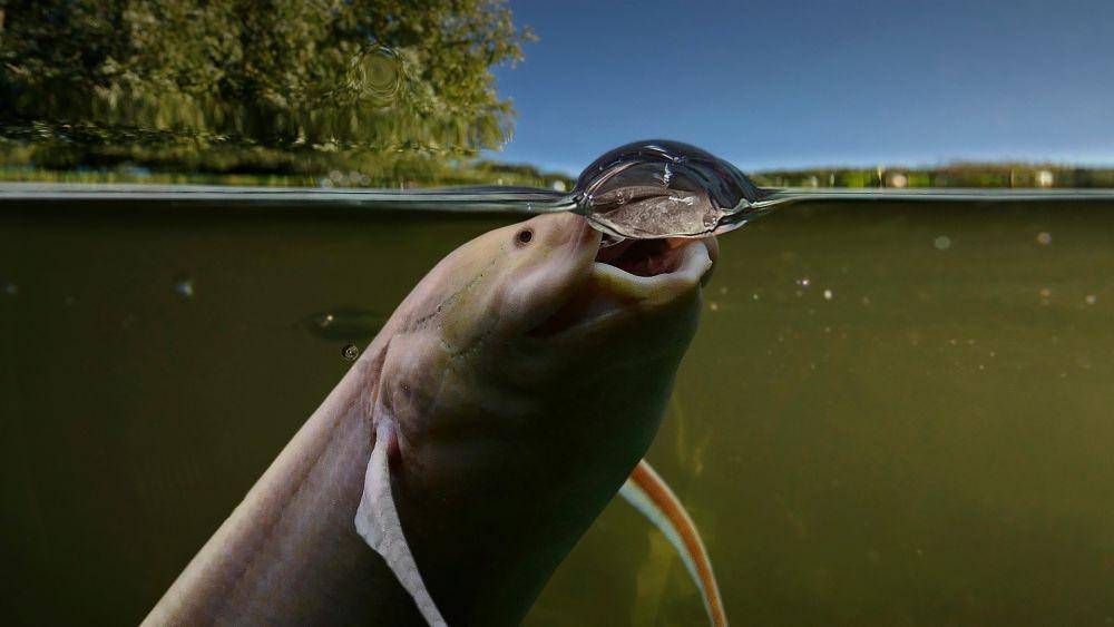 iustrasi lungfish (sandiegozoo.org)