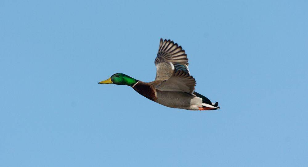 deltawaterfowl.org