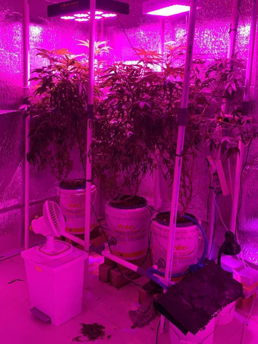 Polres Jaksel Ringkus Warga Cipete yang Tanam Ganja di Dalam Rumah