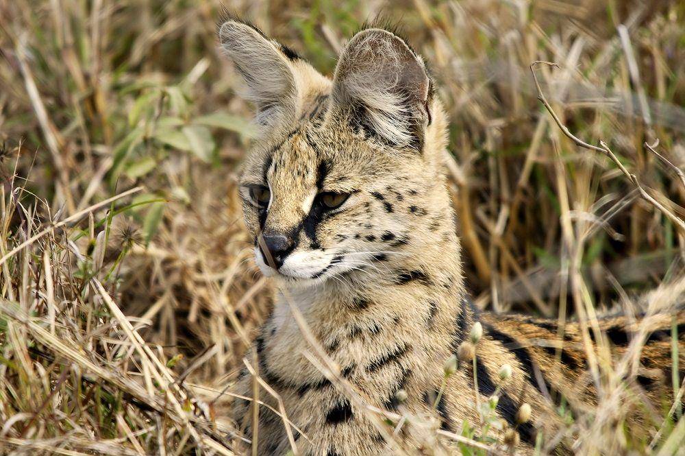 kucing serval