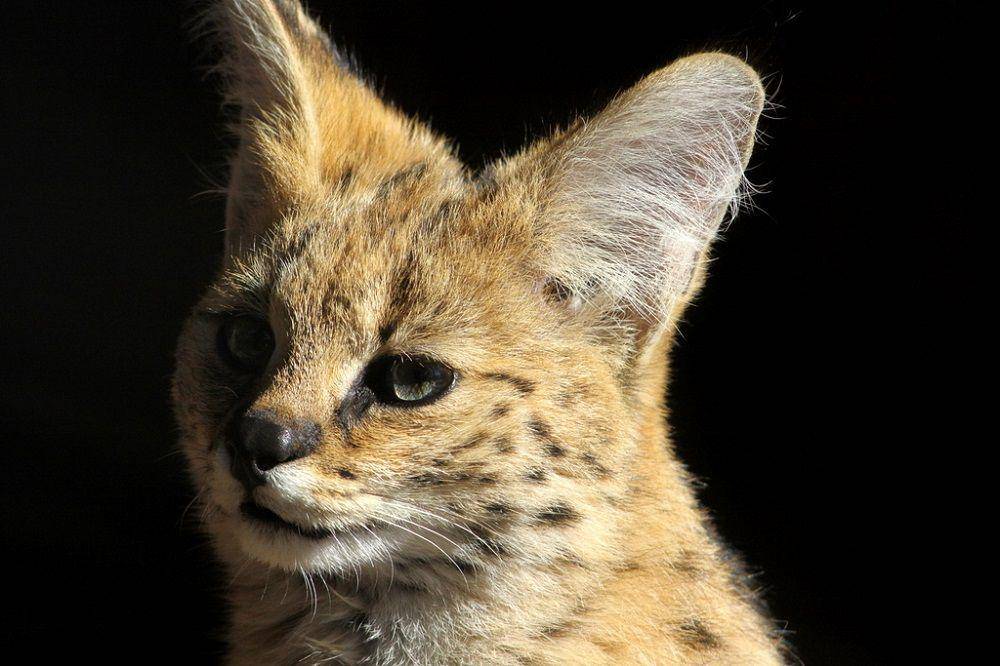 kucing Serval