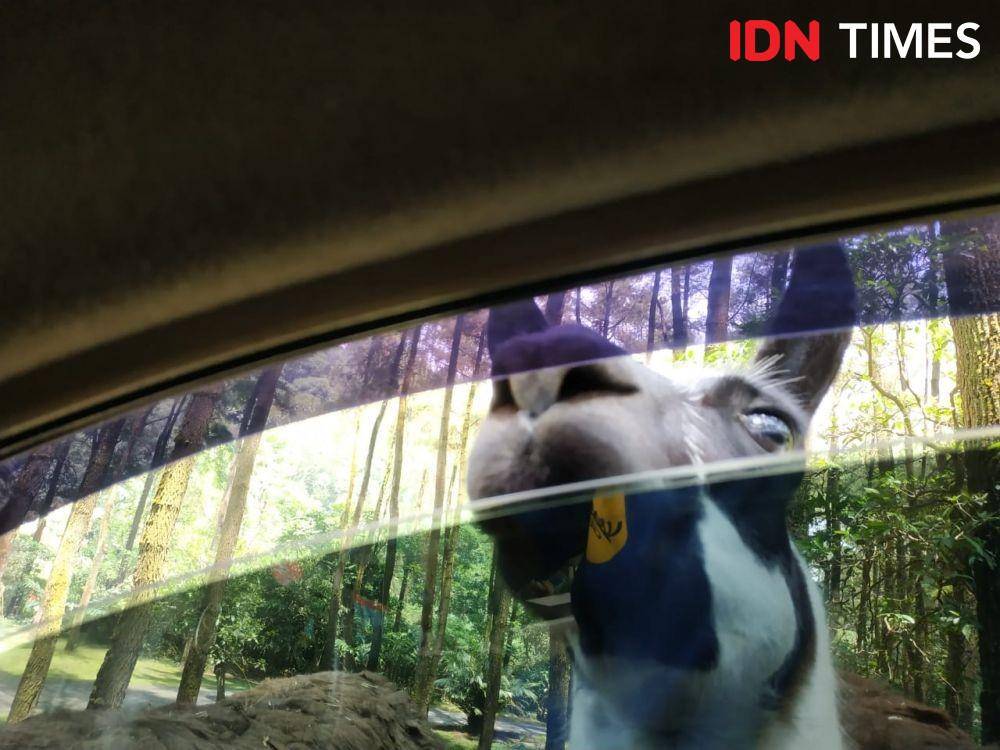IDN Times/Dwi Agustiar