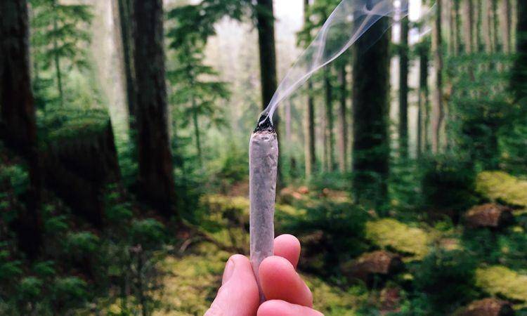leafly.com