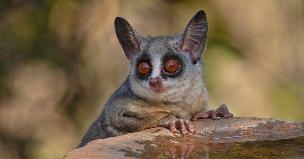 5 Fakta Menarik "Galago", Hewan dengan Penglihatan Super Tajam