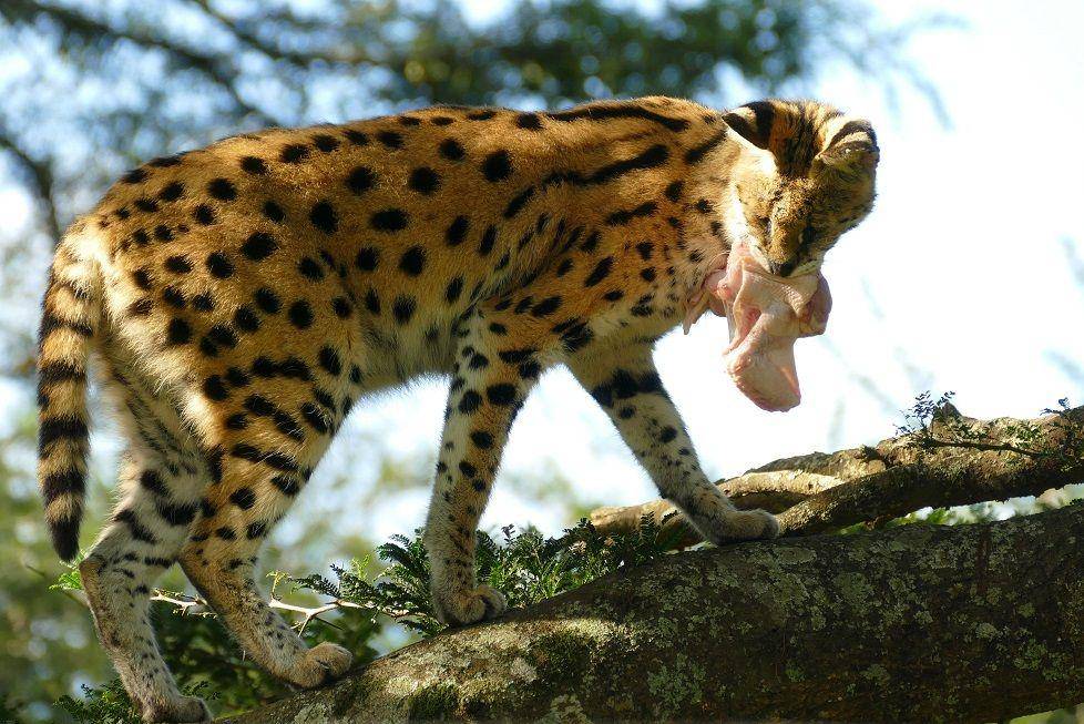 serval